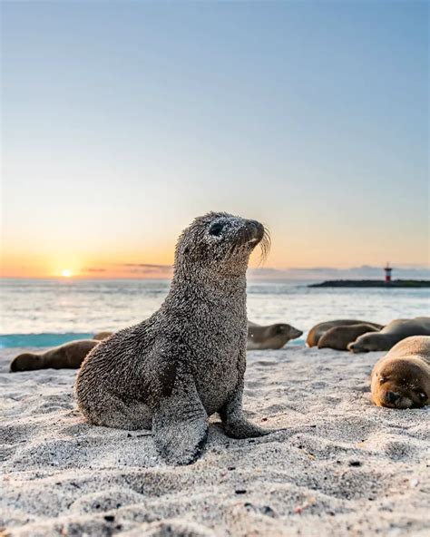 Wildlife of the Galapagos Islands - The Ultimate Travel Guide