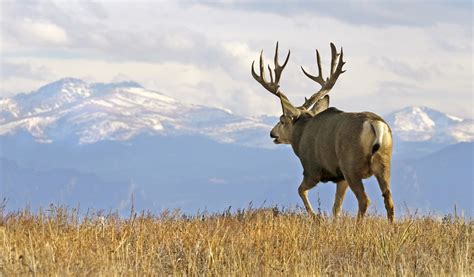 Sports Afield | The world's Premier hunting adventure magazine