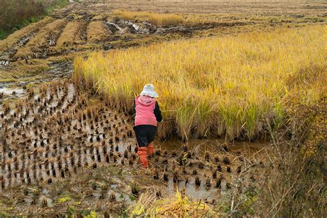 Rice Field Harvest Autumn - Free photo on Pixabay