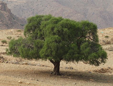 Argan tree - Sideroxylon spinosum | Plants | Kew