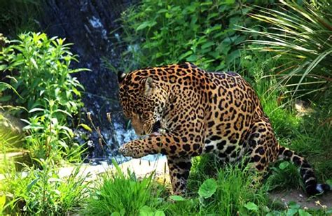 Jaguar Habitat