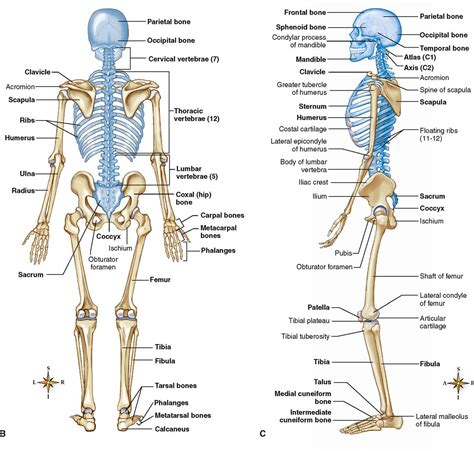 Lower Body Bone Diagram Divisions Of The Skeletal System Anatomy And - Riset