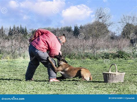 Training of Belgian Shepherd Stock Image - Image of object, professional: 241616589