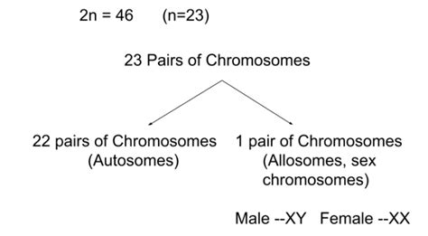 Chromosome Number of Humans