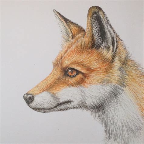 Red Fox – BEGINNERS & IMPROVERS NATURAL HISTORY COLOURED PENCIL DRAWING ...