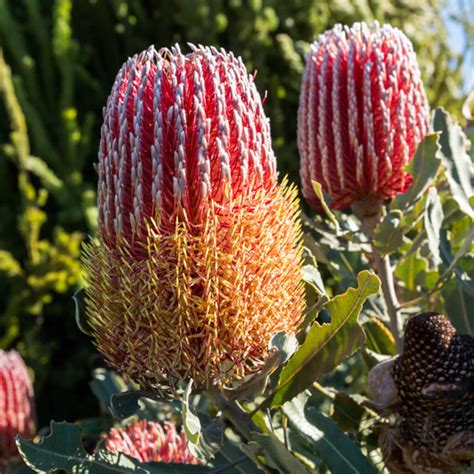 5 Fresh Banksia Menziesii Dwarf Seeds Firewood Banksia Dwarf | Etsy