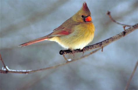 Free picture: northern cardinal, bird, cardinalis cardinalis, small, snowy, tree, branch