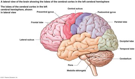 Brain Jack Image: Brain Diagram