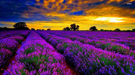 Lavender Field Sunset Wallpapers - Top Free Lavender Field Sunset Backgrounds - WallpaperAccess