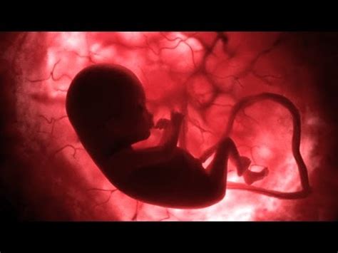 Life Before Birth - In the Womb - Documentarytube.com