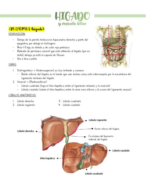 Hígado y Vesicula PDF | PDF