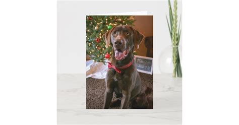 Chocolate Lab Christmas Card | Zazzle