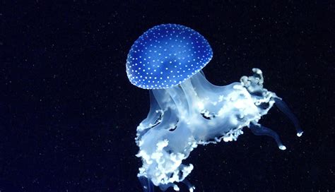 Bioluminescent Animals