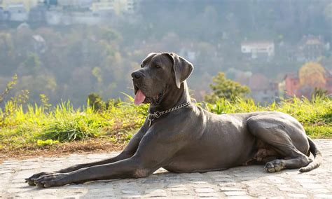 What Were Great Danes Bred For, and Why Are They So Big? - A-Z Animals