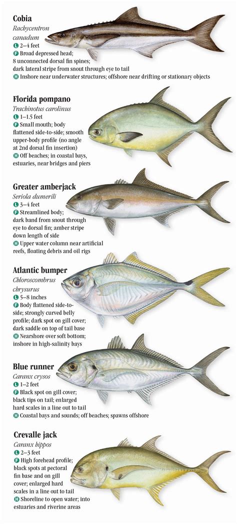 Saltwater Fishes of the Texas Gulf Coast – Quick Reference Publishing ...