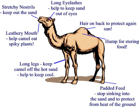 Adaptation reasons, types, diversity of living organisms and motion in ...