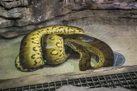 The New Anaconda is the Longest Snake Recorded – at the Zoo - Milwaukee County Zoo