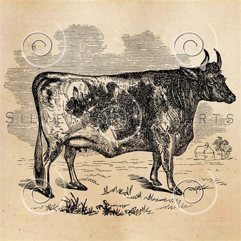 Vintage Cow Drawing at PaintingValley.com | Explore collection of Vintage Cow Drawing