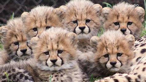 Video of six cheetah cubs playing will make your day