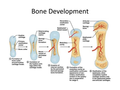 Bone Development