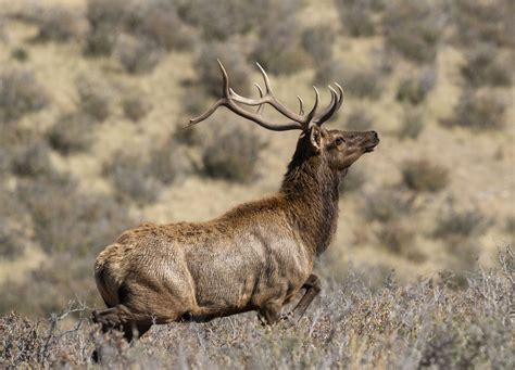 Eastern Elk - Share Your Elk Photos! | Backcountry Gallery Photography Forums