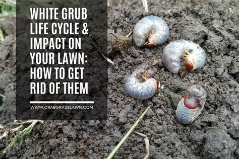 White Grub Life Cycle & Impact on Your Lawn: How to Get Rid of Them ...