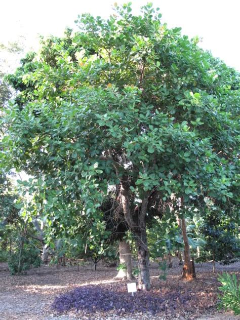 Cashew Tree: Pictures, Facts Photos On Cashew Trees