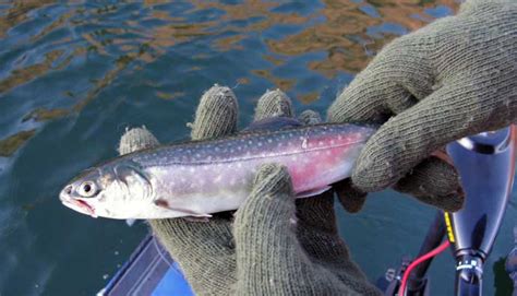 Dolly Varden Trout Fishing Guide: How to Catch Salvelinus malma