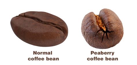 What Are Peaberry Coffee Beans? Getting To Know This Tanzanian Gem | BigCupOfCoffee.com