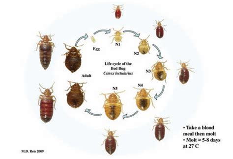 Bed Bug Life Cycle: Egg Production, Nymph Development & Life Span