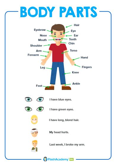 Body Parts Poster - FlashAcademy®