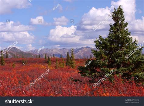 Fall Foliage Alaska Stock Photo 37293370 | Shutterstock