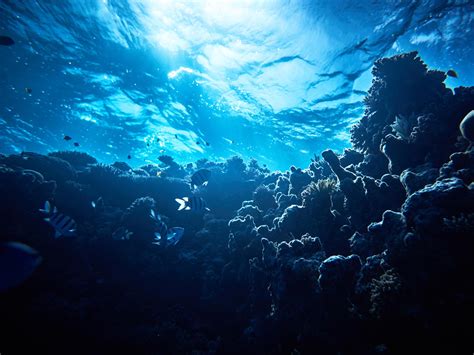 Mysterious new ocean ‘twilight zone’ full of previously unknown fish identified by scientists ...