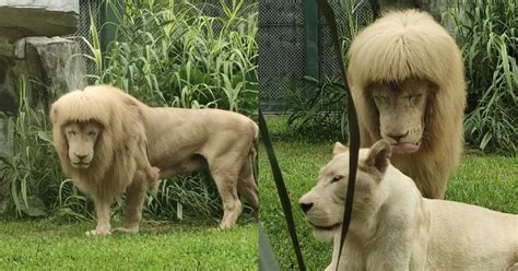 World - Lion in China zoo goes viral for fringe, zookeepers deny giving ...