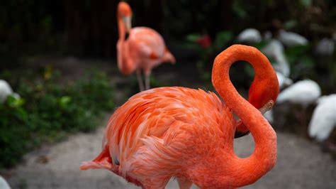 FlamCam: Watch flamingos on Everglades Wonder Gardens webcam Bonita