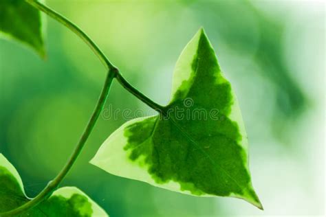 Plant with Green Triangle Leaves Stock Photo - Image of design, concept: 102738286