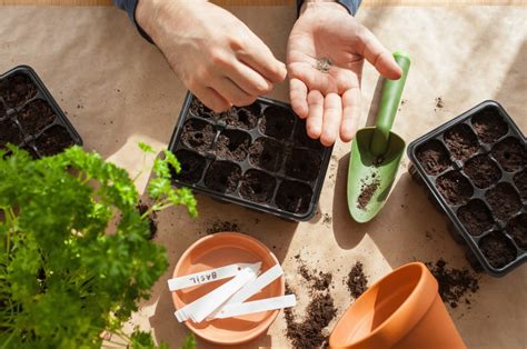 Choosing fruit trees and starting from seeds: What to do in the garden ...