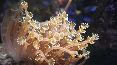 Coral polyps: the reef builders that generate their own water currents - ABC Radio National