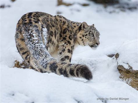 The Top Hunter of the Himalayas: Snow Leopard in the Snow : r/Awww