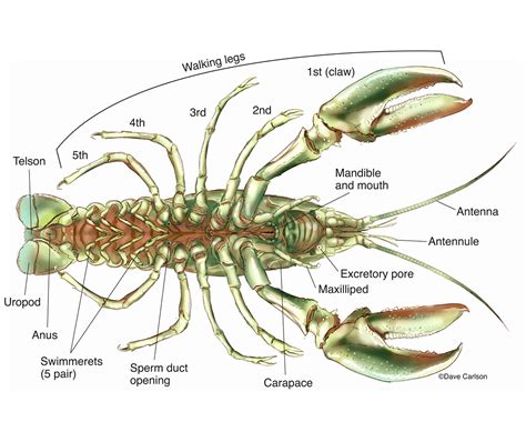 Crayfish - Ventral Anatomy | Carlson Stock Art