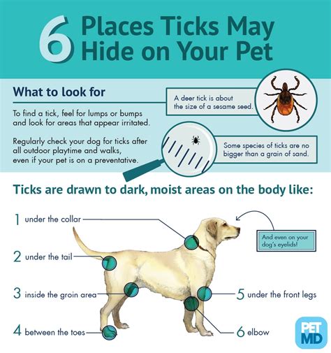 6 Places Ticks May Hide on Your Pet | PetMD