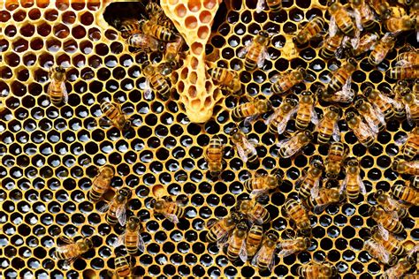 How Do Bees Make Honey? It’s Complicated | Texas Standard