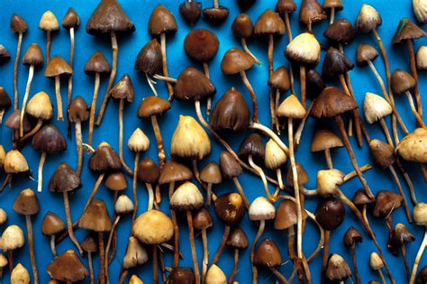 How Long Do Psilocybin Mushrooms Effects Last?