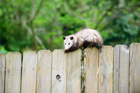 How To Get Rid Of Opossums And Keep Them Away