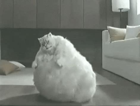 Fat Cat GIFs - Find & Share on GIPHY