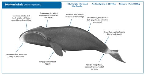 Bowhead Whale | Whale Watching Handbook