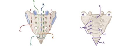 sacrum bone Diagram | Quizlet