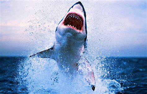 Shark Attack Wallpapers - Wallpaper Cave