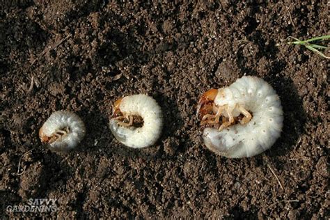 Grub Worm Control: Organic Solutions to Safely Get Rid of Grubs