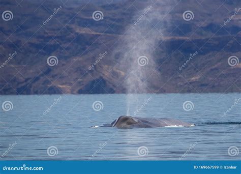 Blue Whale Watching in Baja California Stock Image - Image of tail ...